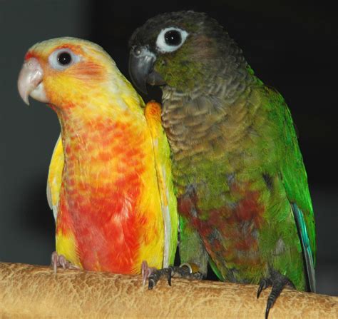 Suncheek Mutation Color Of Green Cheeked Conure Of The Feather Tree