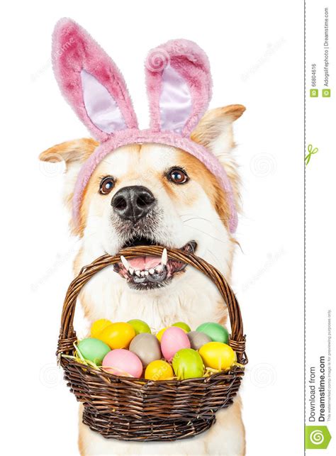 Cute Dog Holding Easter Basket Wearing Bunny Ears Stock