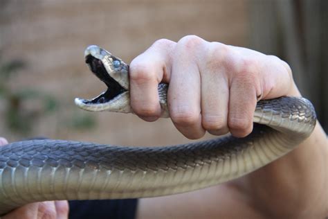 Black mamba marijuana strain is an indica dominant hybrid that was named after poisonous african snake due to its potency. WATCH: Large black mamba found in woman's bed | Northglen News