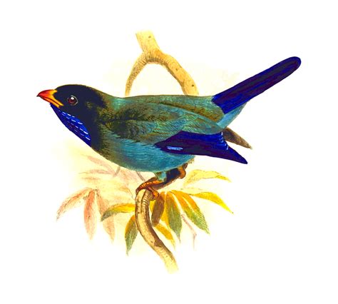 Animal Bird Free Vector Graphic On Pixabay
