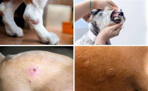 Dog Skin Lesions Cancer