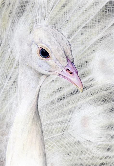 Join kate clarke in her colour pencil textures course as she shows you how to render a wide what are the best ways to make a colored pencil drawing look like an oil painting? white Peacock • MaryJaneFineArt | Colored Pencil Drawings ...