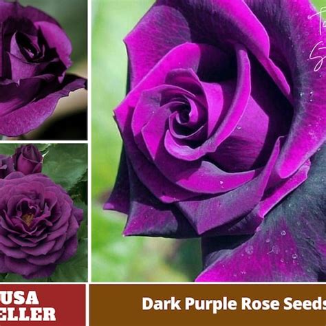30 Rare Seed Blues Blue Rose Seeds Perennial Authentic Etsy