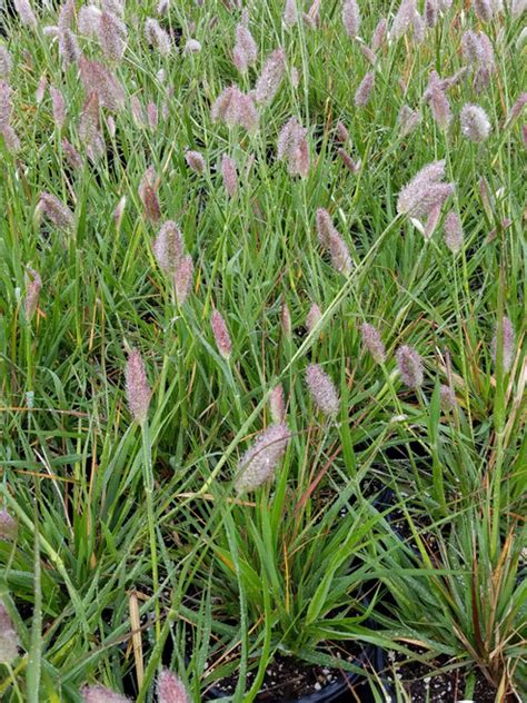 Pennisetum Spathiolatum Slender Veldt Grass