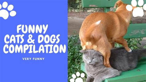 Try Not To Laugh Challenge Funny Cat And Dog Vines Compilation Youtube
