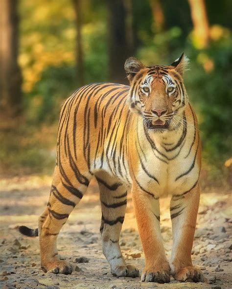 Project Tiger In India Tiger Conservation Big Cats India Tiger