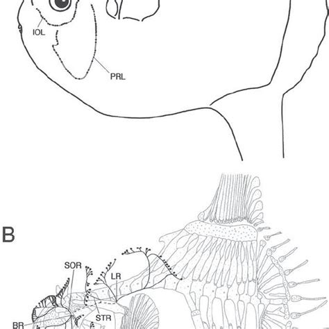 Lateral Line System A And Its Innervation B In Mola Mola See