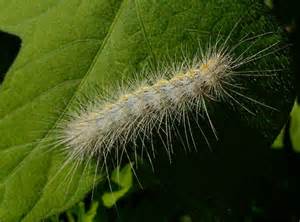 Похожие запросы для caterpillar with long black hairs. Caterpillar Yellow & Black with White Hair - BugGuide.Net