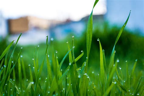 1366x768 Resolution Morning Dew In Grass Photo Hd Wallpaper