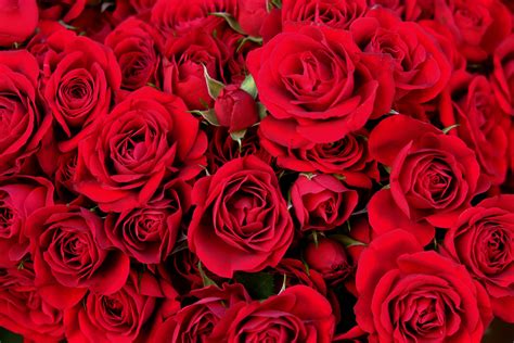 Top 8 Red Roses For Valentines Day Ideas