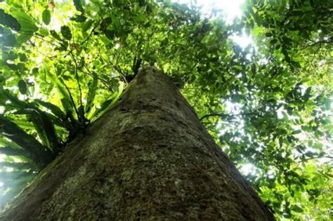 12 Tumbuhan Langka Di Indonesia Yang Terancam Punah