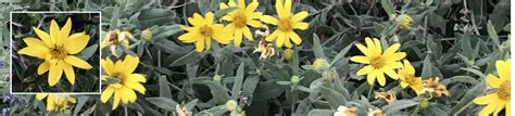 Female, 3 to 5 feet high and wide, glossy dark green foliage. Dwarf Golden Aster | Heterotheca pumila | Colorado Wildflower