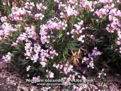 Nerium oleander 'Petite Pink' - YouTube