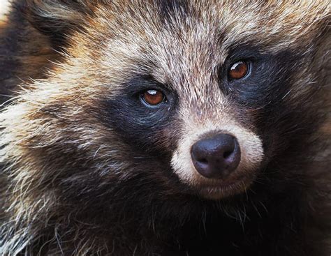 Tanuki May Be Called Raccoon Dogs But They Are A Million Times Cuter