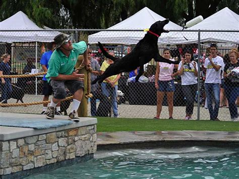 Find out what works well at country kennels from the people who know best. Dog Water Park | Menifee, Temecula, Murrieta, CA
