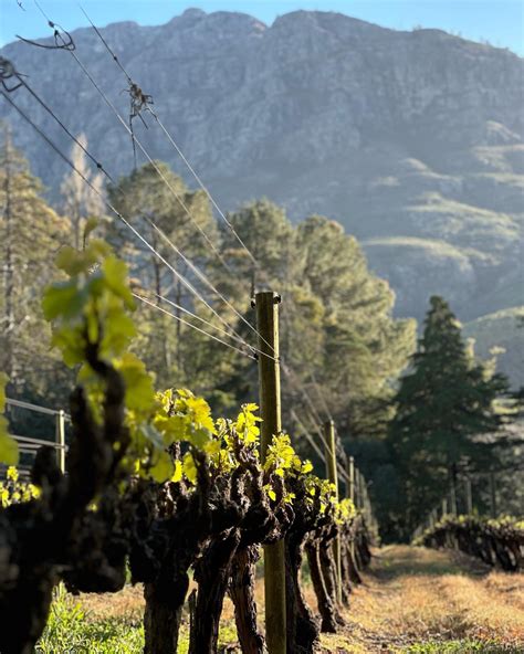Connect With Us Thelema Mountain Vineyards