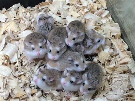 Small animal pets if you're ready to keep a small animal as a pet, we can help. Petsmart Robos (mit Bildern)