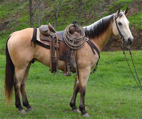 Horses Buckskin Horse Horse Saddles