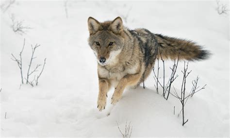 Wild Paws Sanctuary Blog The Misunderstood Coyote