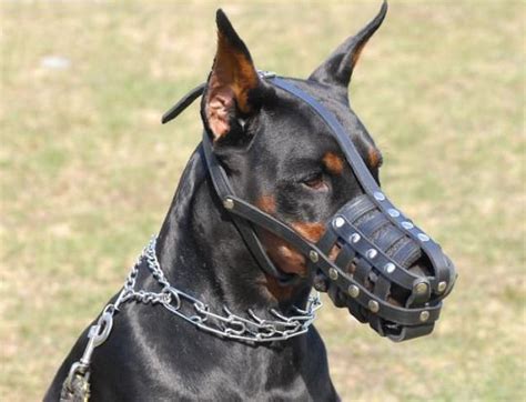 Doberman pinscher puppies for sale doberman pinscher dogs for adoption doberman pinscher breeders. Pin by jake🕯 on /oc/ joseph walker | Doberman dogs, Dog ...