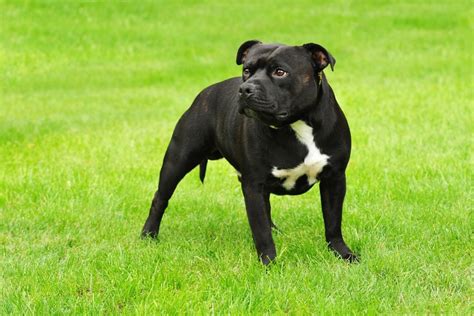 Towards the end of the 19th century but was not officially recognized by the american kennel club until 1974. American Staffordshire Terrier - caractère, education ...