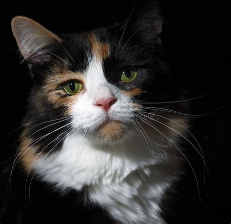 Calico Cat On Black Stock Photo Image Of Shot Close 3402848