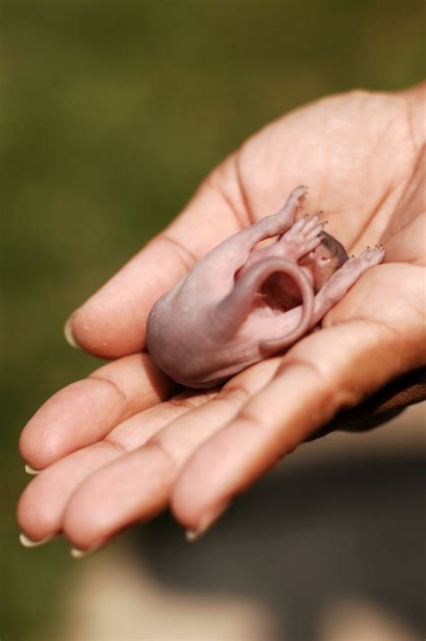 First, have your squirrel checked out by a veterinarian. Caring for an Orphaned Baby Squirrel | ThriftyFun