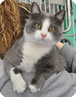 Use the database below to see the pets currently available. West Hartford, CT - Domestic Shorthair. Meet JoJo a Cat ...