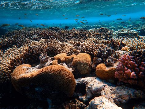 Most Beautiful Coral Reefs Red Sea The Travel Bible