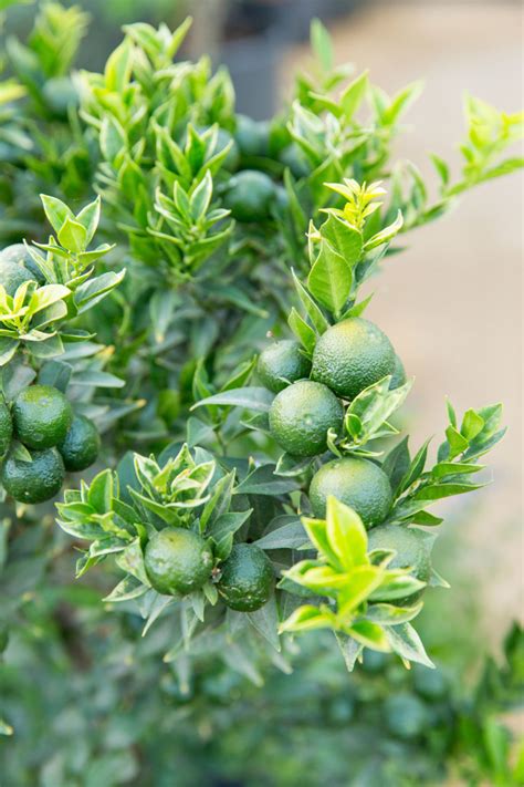 Just as other citrus trees, a lime tree also requires sufficient food; Our Guide to Growing Lime Tree Varieties & More Citrus ...