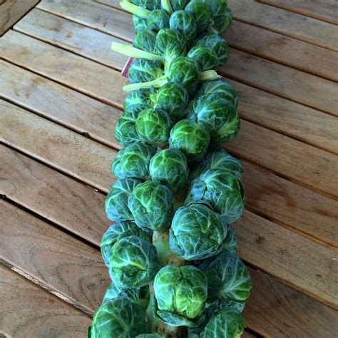 Fresh Brussels Sprout Stalk Heres How To Roast It From Mamas High