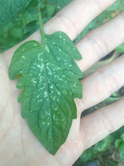 What causes little white bumps on eyelids? What are these white spots on tomato leaves? : gardening