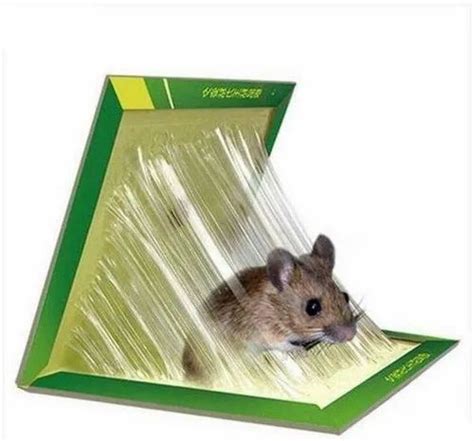 Small Indoor Mouse Trap Glue Board Glue Board माउस ग्लू बोर्ड Ratty