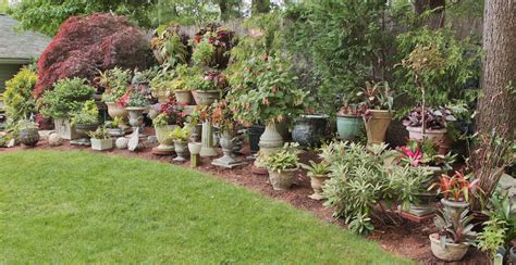 This classic weeping, laceleaf variety fulfills every gardener's fantasy of a sculptural japanese maple. Fortnam Gardens: Crazy about Containers