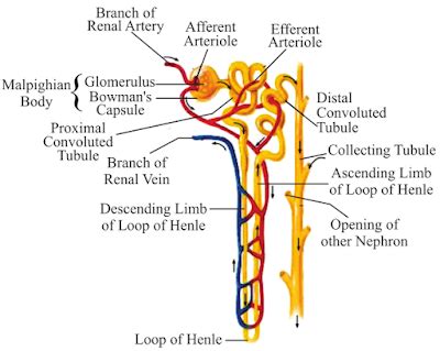 The liver has structural characteristics that are not found in any other internal organ of the human body. Notes of Ch 6 Life Process Part-II| Class 10th Science