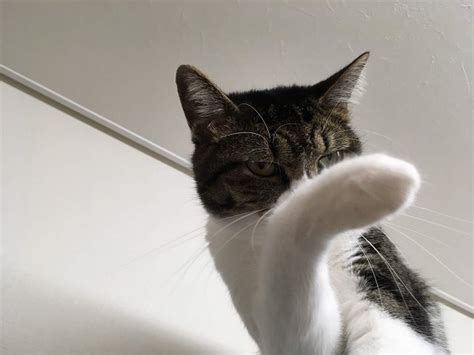 毛づくろい 猫画像・猫写真の投稿サイト「うちネコ」