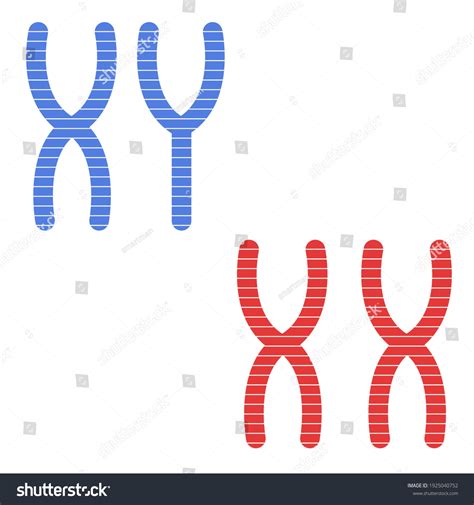 Sex Chromosomes X Y Vector Illustration Stock Vector Royalty Free 1925040752 Shutterstock