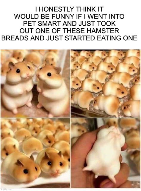 Hamster Memes And S Imgflip