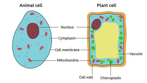 What Are Cells Bbc Bitesize Hot Sex Picture