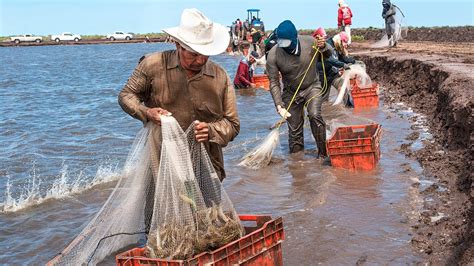 México Levanta Veda Para La Pesca De Camarón En El Pacífico