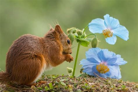 Squirrels Eating Flowers Thriftyfun