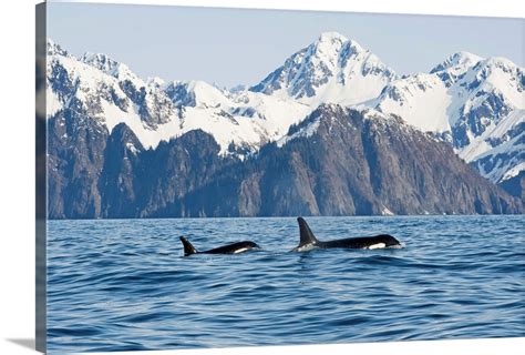 Fajarv Swimming With Whales Alaska