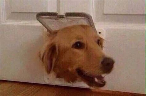 12 Dogs That Are Stuck But Acting Like Everything Is Fine Oversixty