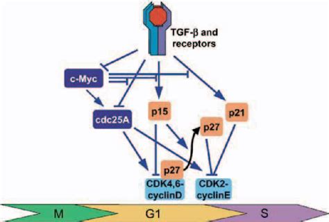 Figure 3 From Mechanisms Of Regulation Of The Cell Cycle Inhibitor P21
