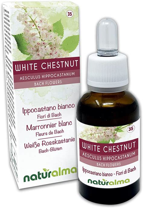 White Chestnut Ou Marronnier Blanc Aesculus Hippocastanum Fleurs De