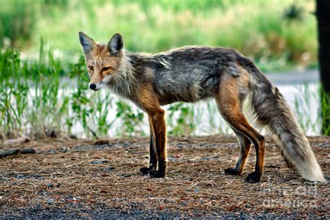 Beautiful Red Fox Photograph By Robert Bales