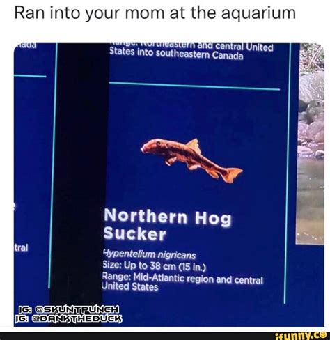 Ran Into Your Mom At The Aquarium Sstern And Central Unit States Into