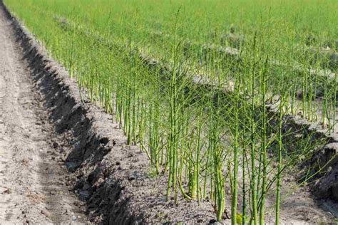 Organic Asparagus Farming Planting Growing Process Agri Farming