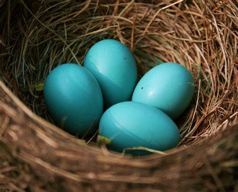Pin By Samer Kamal On Turquoise And Robins Egg Blue Robins Egg Blue