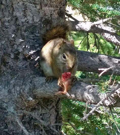 If you find a neglected baby bird that seems to be lethargic and weaker and you know it's not being fed, let the bird rehabber or licensed birds take care of them. Just a squirrel eating a baby bird : WTF